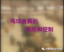 夏季球蟲到底該怎么預(yù)防治療？都在這里！